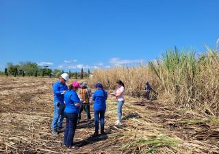 Minsa en Veraguas recorrió el área Cañera para la prevención del trabajo infantil y protección del adolescente trabajador
