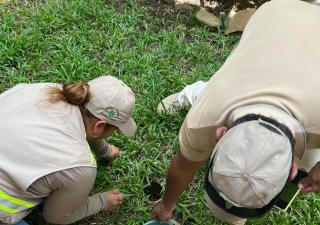  Panamá no registra casos de Chikungunya y Viruela Símica en lo que va del 2025