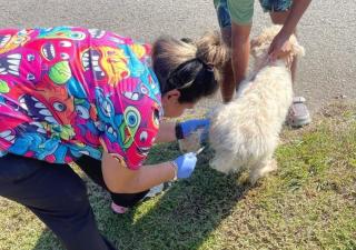 Jornada de vacunación a mascotas en el distrito de Chiriquí Grande 