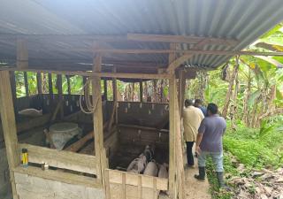 Dinacavv realiza inspección a sitio de producción porcina en Almirante