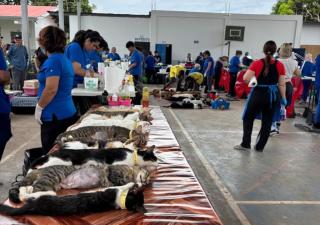 Minsa apoya exitosa jornada de esterilización de mascotas organizada por el Despacho de la Primera Dama en Las Tablas