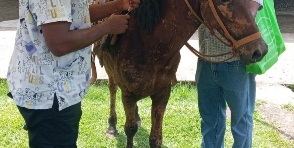 Gira en Guasimo Colón