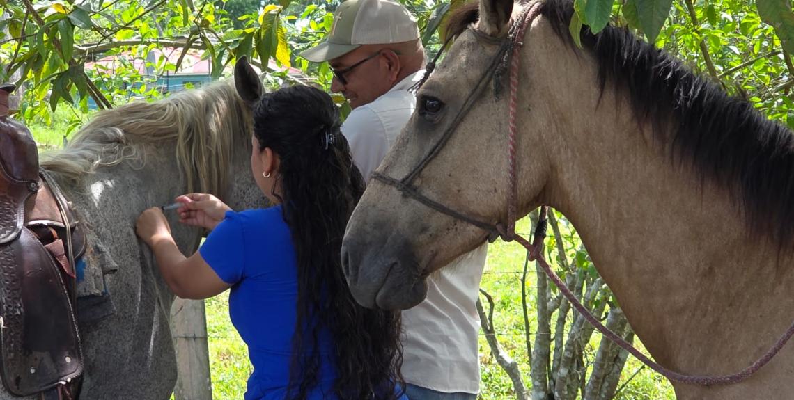 Minsa activa vacunación antirrábica en Wacuco tras caso positivo de rabia en bovino