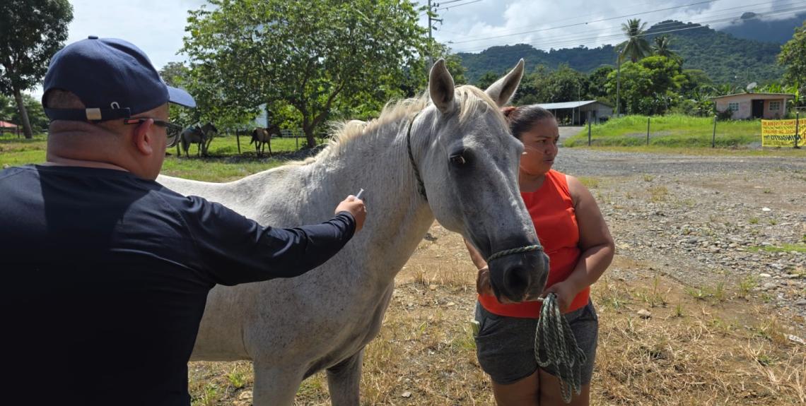 Minsa activa vacunación antirrábica en Wacuco tras caso positivo de rabia en bovino