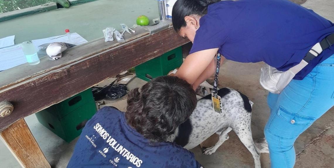 zoonosis en Herrera