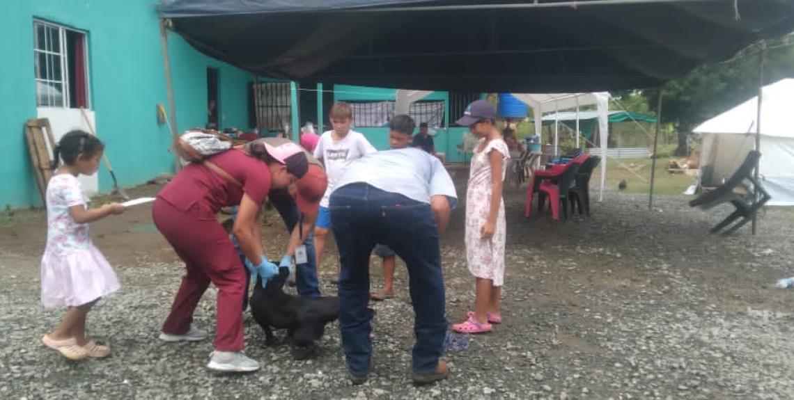 atención veterinaria en albergues en Los Santos
