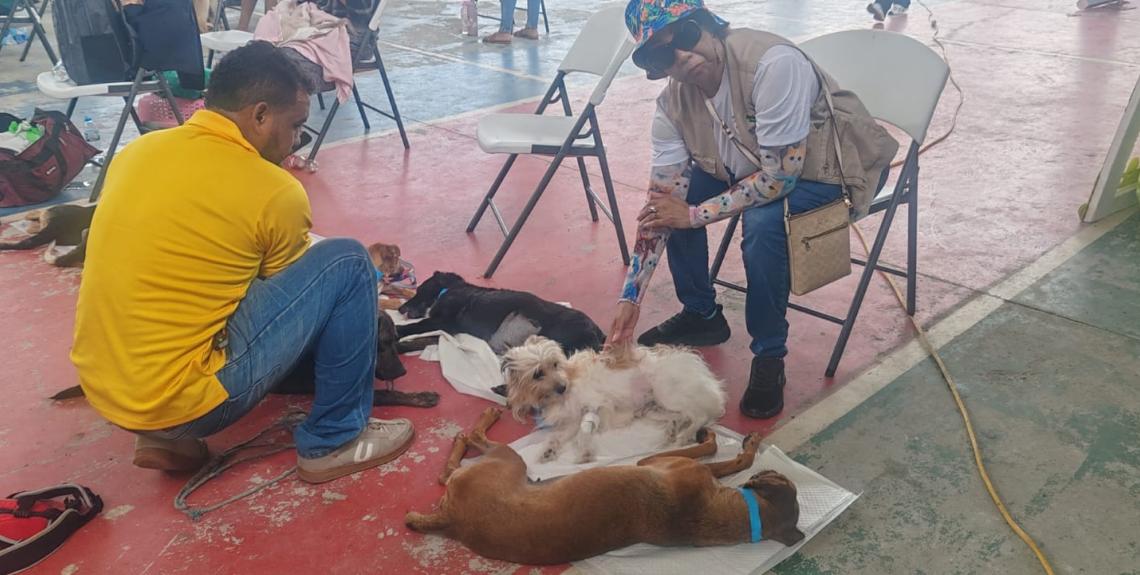jornada de esterilización Panamá Este
